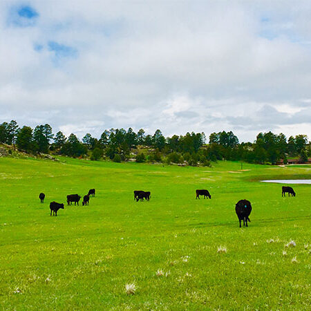 Field_cows